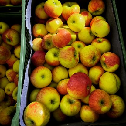 Show details for Apfel Topaz 5kg Picture of Apfel Topaz 5kg