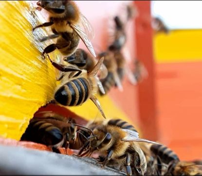 Show details for Bienenpatenschaft Picture of Bienenpatenschaft
