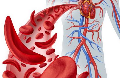 Blutkreislauf, Herz Blut und Blutkreislauf